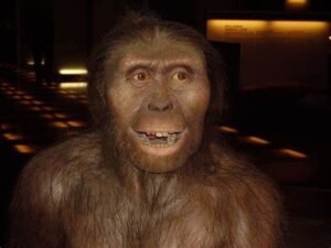 AustrAustralopithecus alopithecus